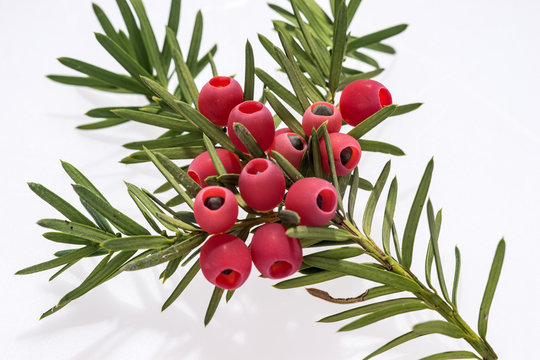 Zweig von der Eibe (Taxus baccata) mit Beeren