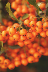 Pyracantha coccinea, the scarlet firethorn, close up