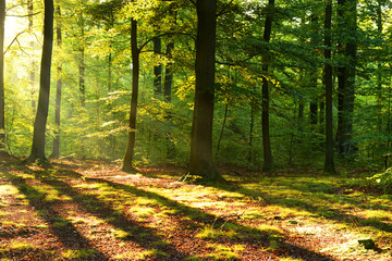 Morning in the forest