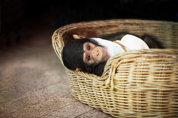 Cute baby chimpanzee