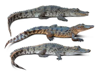 Tableaux ronds sur aluminium Crocodile Crocodile isolé