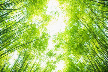 green bamboo leaves  for background