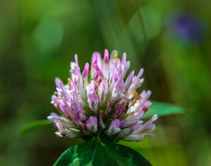 Clover blossom