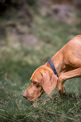 Dog sniffing on a walk