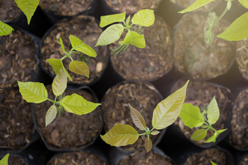 Cocoa tree in seeding bag, In the greenhouse