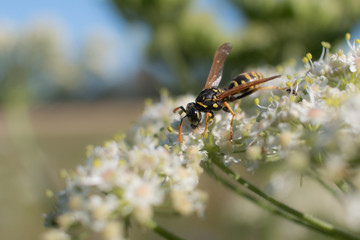 Wasp on blooming plant