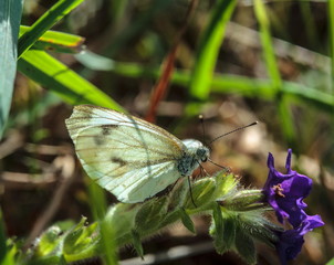 Butterfly on the flower