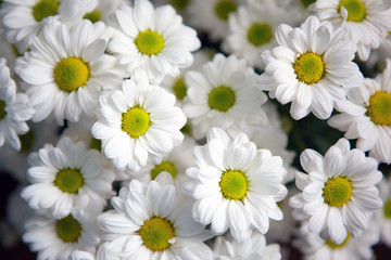 Top view of white chrysanthemum flowers bouquet for background.