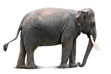 Fototapeta na wymiar Asian elephant isolated