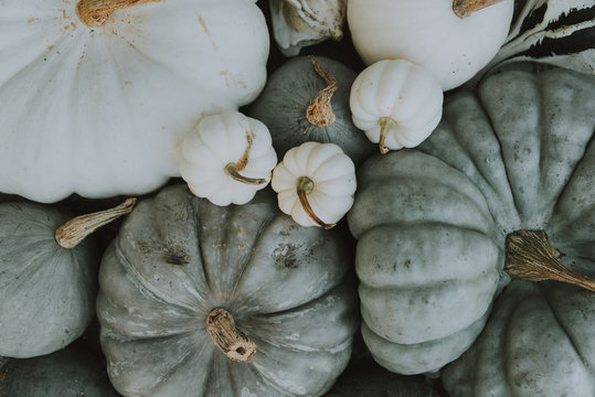 White pumpkins