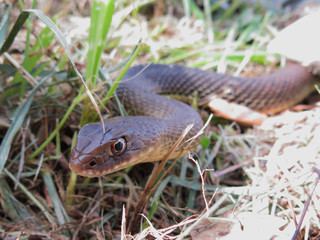 closeup of a head of a snake Malpolon monspessulanus