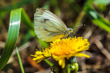 Butterfly on the dandelion