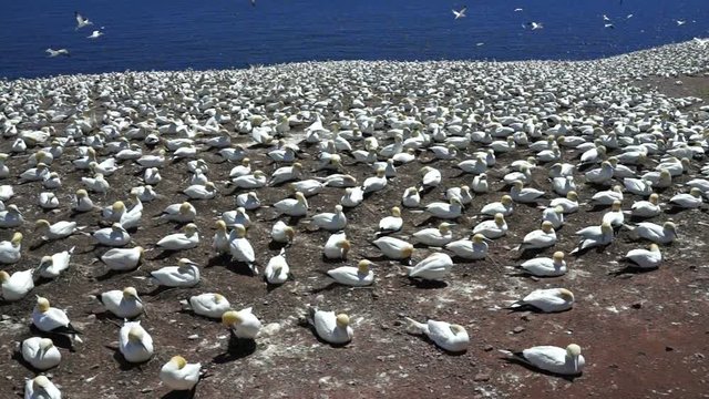 Panning overlook of white gannet bird colony nesting on cliff, flying, walking on Bonaventure Island in Perce, Quebec, Canada by Gaspesie, Gaspe region