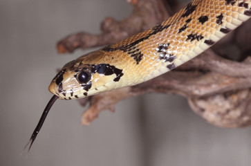closeup of a snake Rhinechis scalaris showing their forked tongue