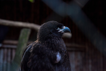 Adler