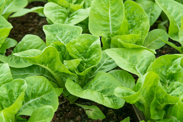 Fresh green romaine or cos lettuce in vegetable garden