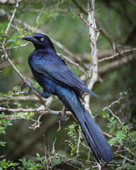 Great-tailed Grackle - 5269