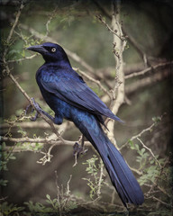 Great-tailed Grackle - Stylized BG - 5269
