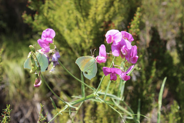 Farfalla e orchidea