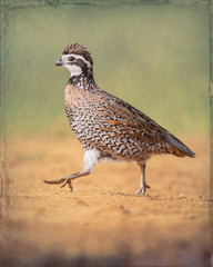 Northern Bobwhite - Stylized BG - 6122
