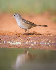 White-crowned Sparrow- 6128
