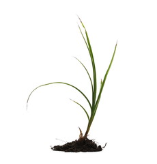 Grass with dirt, isolated on white background