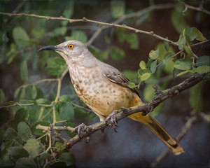 Curve-billed Thrasher - Stylized BG - 6330