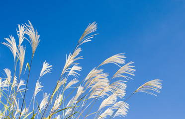 秋　草　空　素材
