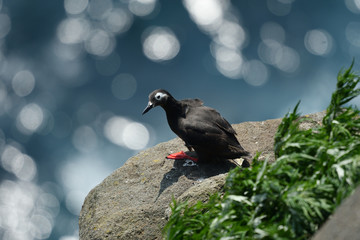 ケイマフリ　北海道　天売島の渡り鳥