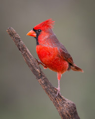 Male Northern Cardinal - 6359