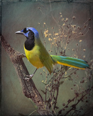 Green Jay - Stylized BG - 6991