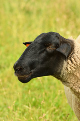 北海道　士別　サフォーク　ジンギスカン