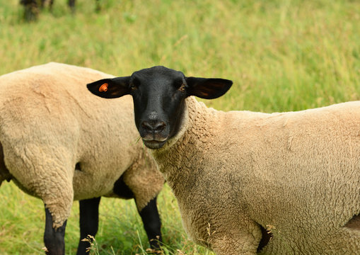 サフォーク の画像 136 件の Stock 写真 ベクターおよびビデオ Adobe Stock