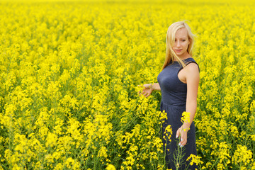 Fototapeta premium field of canola