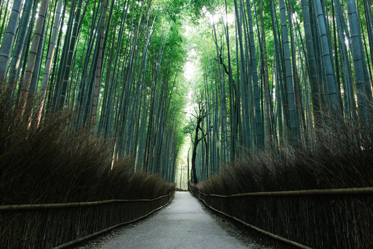 Arashiyama Bamboo Forest in Kyoto (Japan)