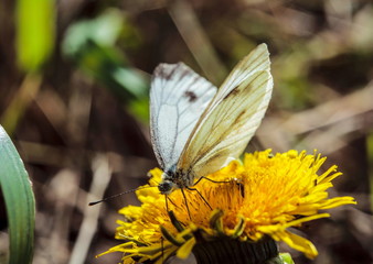 Butterfly on the blossom