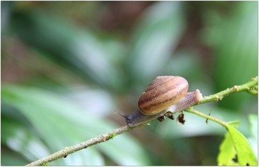 Snail climbs perch on the twig.