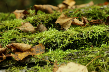 moss and leaves