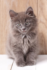 Fototapeta premium Cute Kurilian Bobtail Kitty