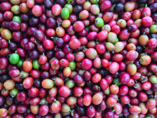 raw coffee cherries freshly picked and ready for washing