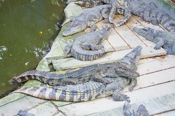 crocodile