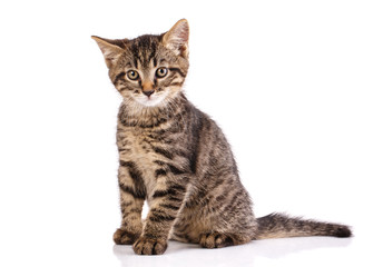 Cat poster. Striped cat sits.