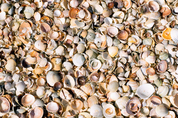 Texture of liitle sea shells on the sand, top view