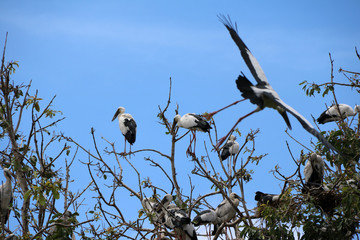 A flock of open billed stork bird perch and winged at the tree on blue sky and white cloud...
