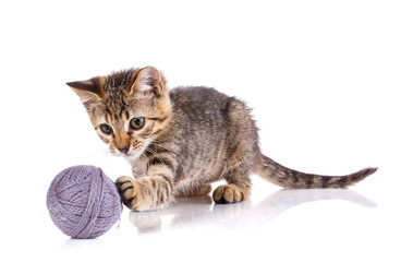A kitten on a white background. The cat is playing with the ball