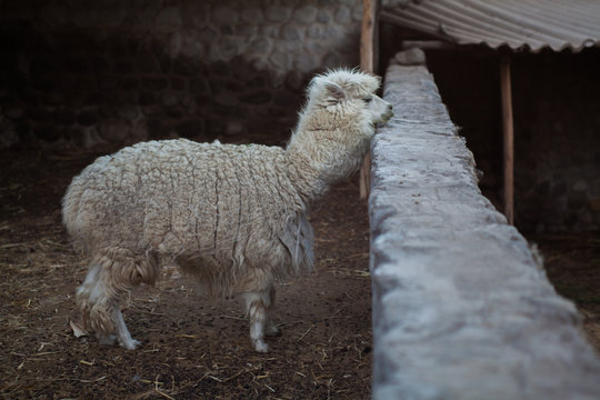 Alpaca Observing Its Surroundings