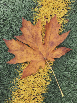 Close up of maple leaf in autumn on athletic field turf