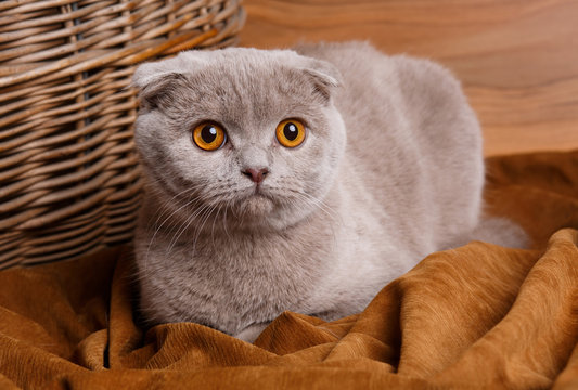 gray cat with yellow eyes Scottish Fold