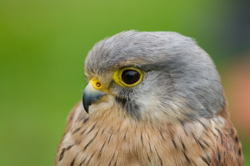 photo portrait of a Kestrel