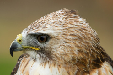 photo portrait of a Saker Falcon